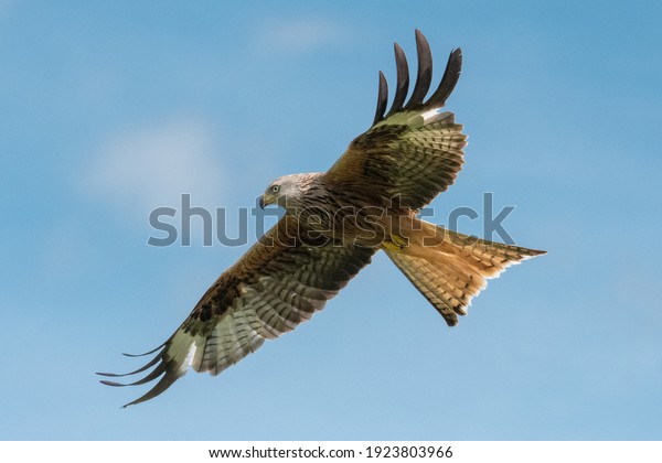 A\
Red Kite soars above the feeding station at West\
Wales