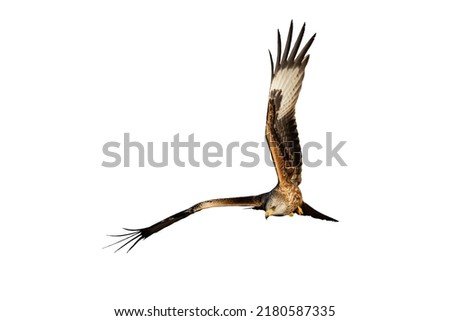 Awesome bird of prey in flight