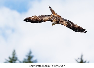Red kite swooping in flight - Shutterstock ID 645927067
