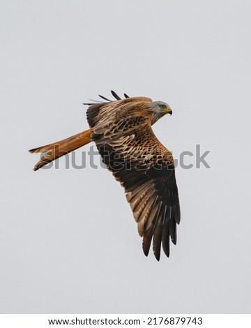 Similar – Awesome bird of prey in flight