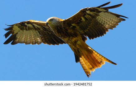 Red Kite Wing Span Blue Sky