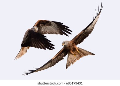 Red Kites In Flight - Shutterstock ID 685193431