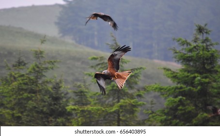 Red Kites Flying