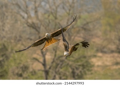 Red Kites Flying, Close Up, In Spring Time In Scotland