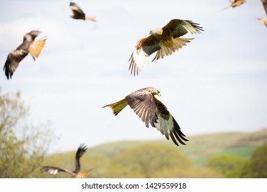 Red Kites Flying  At The Red Kite Feeding Station Llanddeusant. Wales