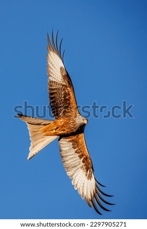 Similar – Awesome bird of prey in flight