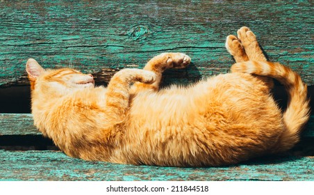Sexy Pussy Sleeping