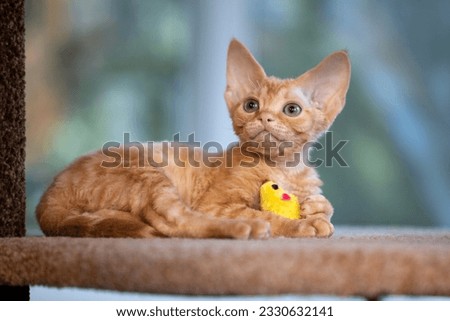 red kitten devon rex playing with a yellow toy mouse