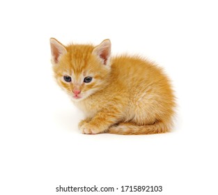 Chaton Fond Blanc Stock Photos Images Photography Shutterstock