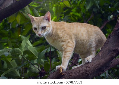 Red Kitten On A Tree Branch With Greenery. Domestic Pet Traveling In Garden. Red Cat Climbing Tree. Cute Kitty In Green Leaves. Fat Pregnant Cat Image. Hunting Cat Outdoor Picture. Cat Stuck On Tree