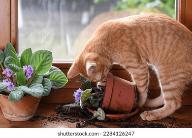 A red kitten on the window breaks a houseplant.Naughty playful cat. Pet problems at home. Smashed down houseplant by pet