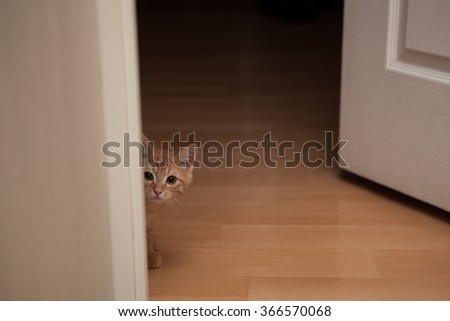 Red kitten peeking out of the corner