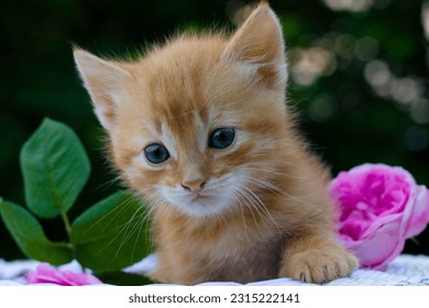 red kitten and roses, kitten and flowers - Shutterstock ID 2315222141