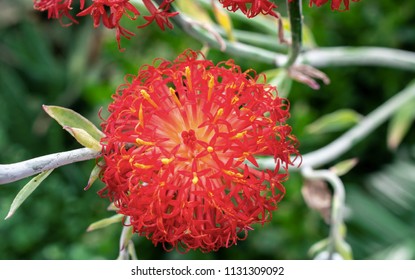 Red Kleinia Inflorescence