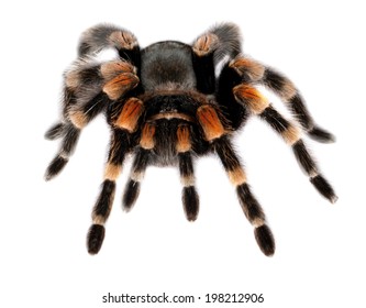 Mexican Red Knee Tarantula Stock Photo 5269000 | Shutterstock