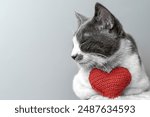Red knitted heart in the paws of a cat. a gray and black fluffy cat for Valentine