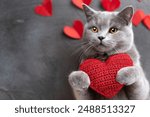 Red knitted heart in the paws of a cat. a gray and black fluffy cat for Valentine