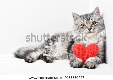 A red knitted heart in the paws of a cat. A postcard with a gray fluffy cat for Valentine's Day. Festive background with a cat. copy space