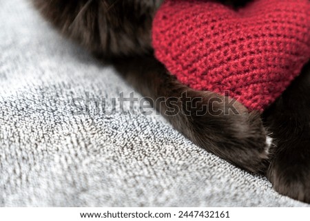 Red knitted heart in the paws of a cat. a gray and black fluffy cat for Valentine's Day or postcard. Textured background with a cat. copy space. valentine's day, lovers day, love concept