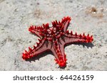 Red knobbed starfish close up