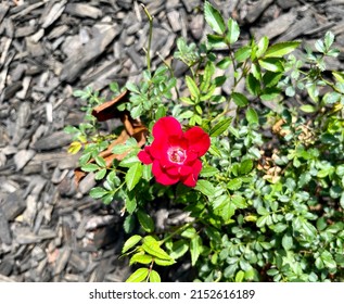 Red Knockout Rose In Flower Bed