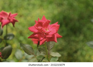 Red Knockout Rose In Garden