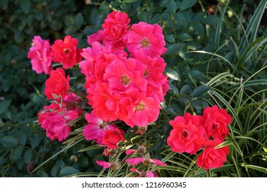 Red Knockout Roses