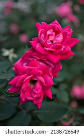 Red Knockout Roses With Green Background