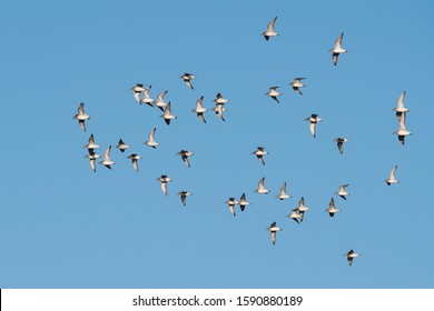 119 Red Knot Dunlin Images, Stock Photos & Vectors | Shutterstock