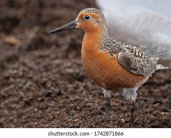  A Red Knot Feeding along the Delaware Bay