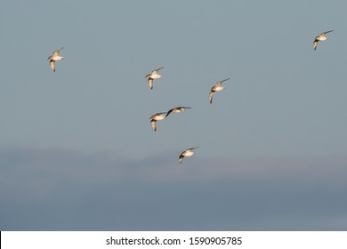 119 Red Knot Dunlin Images, Stock Photos & Vectors | Shutterstock