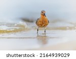 Red knot. Protect the endangered species, biological diversity theme.3rd March, world day of endangered species.