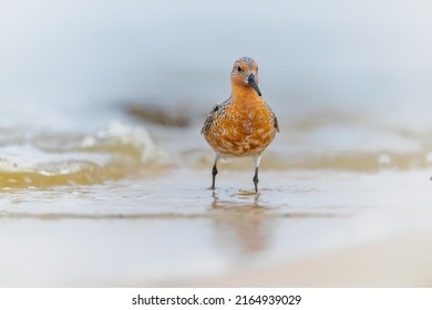 Red Knot. Protect The Endangered Species, Biological Diversity Theme.3rd March, World Day Of Endangered Species.