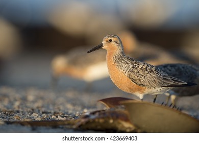 A Red Knot stands on the beach behind a flipped over Horseshoe Crab in the early morning sunlight.