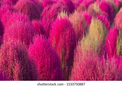 Red Kochia Scoparia Bushes Autumn Stock Photo 1533750887 | Shutterstock