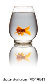 Red Koi Carp Looking Camera Glass Stock Photo 705498613 | Shutterstock