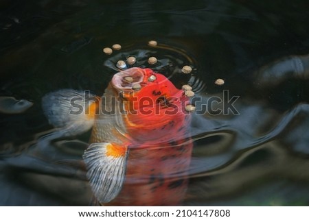 A red koi fish is opening its mouth to suck  food on the water surface in the pool.