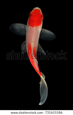 Red koi fish, white silver, gold
