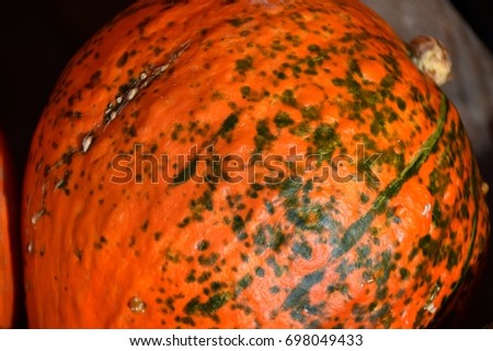 red kuri Squash in the sunlight, sweet meat squashes 