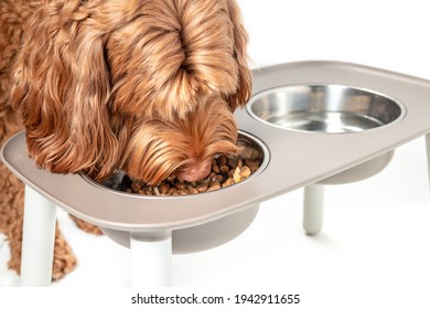 Red Labradoodle Dog Eating From A Feeding Station, Close Up. Large Fluffy Female Dog With Head In The Food Bowl Filled With A Mix Of Kibbles And Wet Dog Food. Isolated On White. Selective Focus.