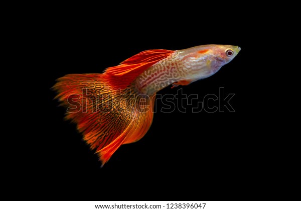 guppy snakeskin red