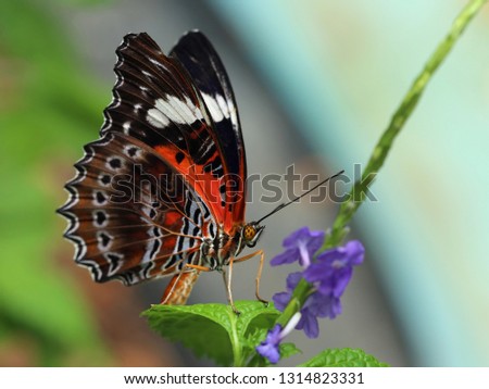 Red Lacewing Butterfly