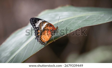 Red Lacewing on a Leaf