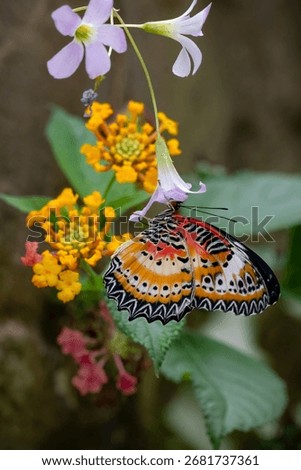 Red Lacewing on a Leaf