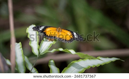 Red Lacewing on a Leaf