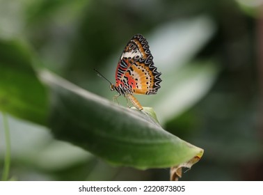 Red Lacewing On A Sheet