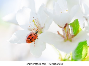 Red Lady Beetle On Pear Tree Flower