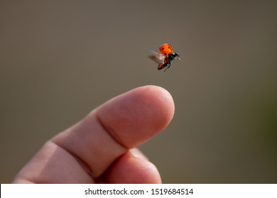 Red Lady Bug Background. Insect Flying From  Finger