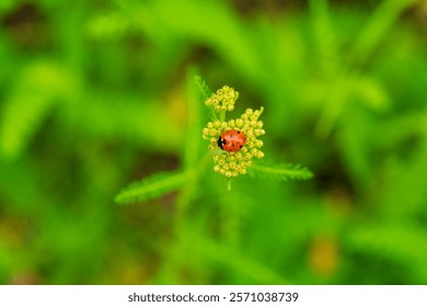 Red Ladybird Beetle on Yellow Flower with Beautiful Bokeh Effect. Close-up nature photography capturing seven-spotted ladybug in a serene garden setting