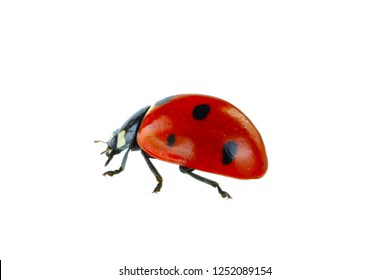 Red Ladybird Isolated On White Background